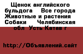 Щенок английского бульдога  - Все города Животные и растения » Собаки   . Челябинская обл.,Усть-Катав г.